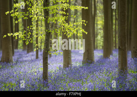 spring at hallerbos with blooming bluebells, halle, flemish brabant province, belgium