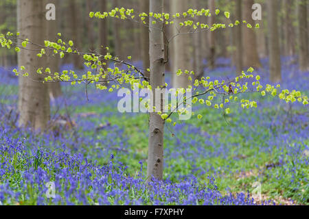 spring at hallerbos with blooming bluebells, halle, flemish brabant province, belgium