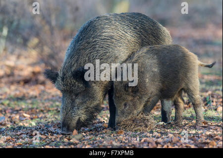 wild sow and wild boar, sus scrofa, teutoburg forest, lower saxony, germany Stock Photo
