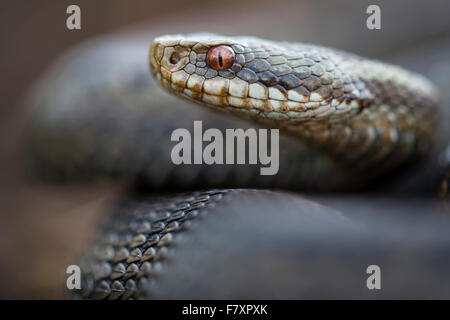 common european adder, vipera berus, lower saxony, germany Stock Photo