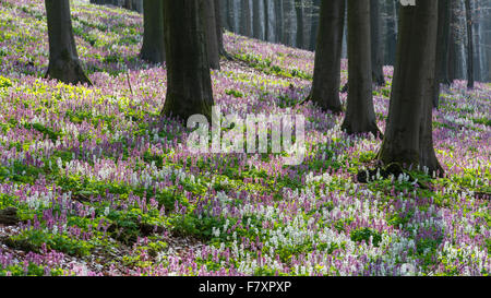 bulbous corydalis, corydalis cava, teutoburg forest, lower saxony, germany Stock Photo