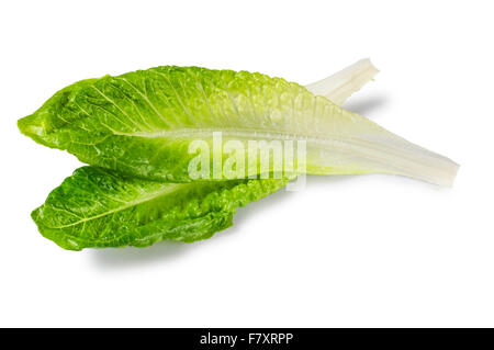 Lettuce Leaf Stock Photo