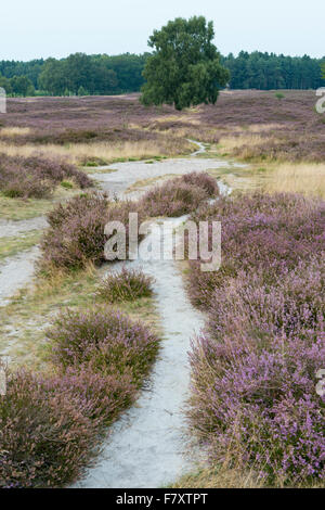 path through heathlands, pestruper gräberfeld, wildeshausen, niedersachsen, germany Stock Photo