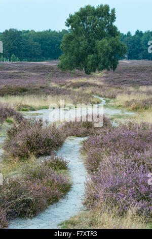 path through heathlands, pestruper gräberfeld, wildeshausen, niedersachsen, germany Stock Photo