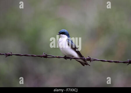 Tree swallow perched on wire in Alberta Canada Stock Photo