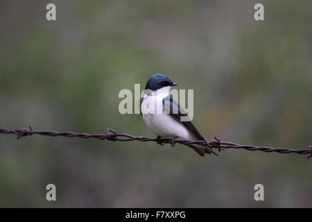 Tree swallow perched on wire in Alberta Canada Stock Photo