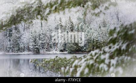 Winter arrives gingerly.  A dusting of snow on evergreen pines in November, waterfront forest with defocus bough in foreground. Stock Photo