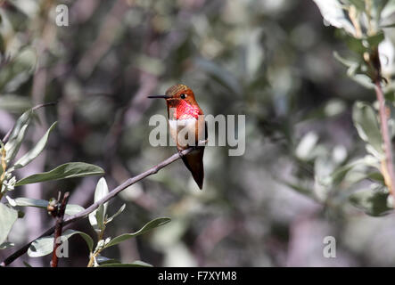 Rufous hummingbird perched on branch in Alberta Canada Stock Photo