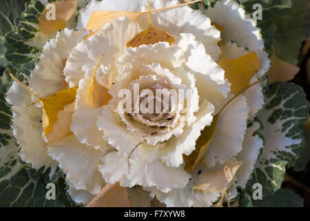 Ornamental Cabbage or Flowering Kale blooming in autumn. Stock Photo