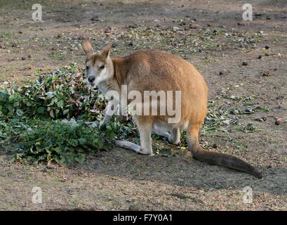 North Australian Agile or Sandy wallaby (Macropus agilis), feeding on leaves Stock Photo