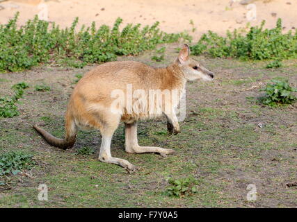 North Australian Agile or Sandy wallaby (Macropus agilis), seen in profile Stock Photo