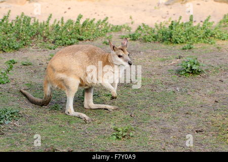 North Australian Agile or Sandy wallaby (Macropus agilis) Stock Photo