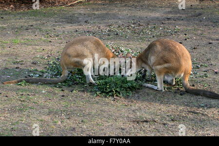 Pair of North Australian Agile or Sandy wallaby (Macropus agilis), feeding on leaves Stock Photo