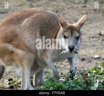 North Australian Agile or Sandy wallaby (Macropus agilis), feeding on leaves Stock Photo