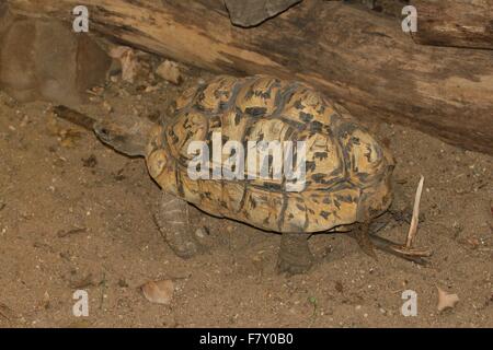 East African Leopard tortoise (Stigmochelys pardalis), native on savannas from Sudan to the Southern cape Stock Photo