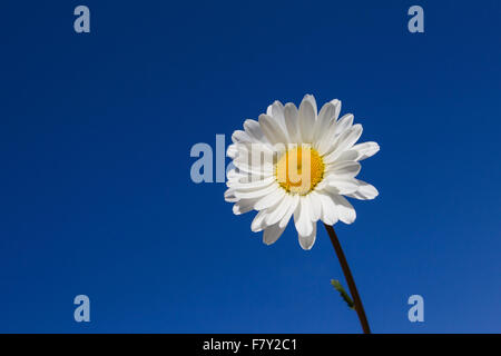 Ox-eye daisy / oxeye daisy (Leucanthemum vulgare / Chrysanthemum leucanthemum) in flower against blue sky in summer Stock Photo