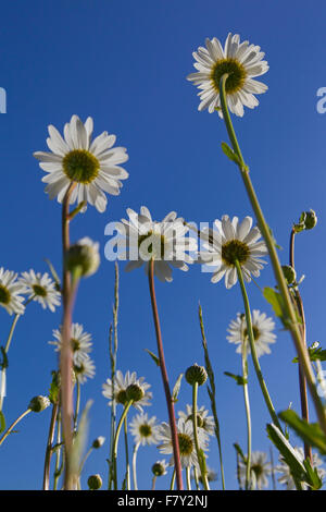 Ox-eye daisies / oxeye daisy (Leucanthemum vulgare / Chrysanthemum leucanthemum) in flower against blue sky in summer Stock Photo