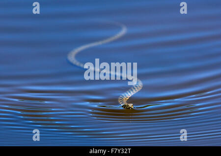 Viperine water snake (Natrix maura) swimming in pond Stock Photo