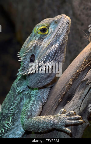 Central bearded dragon / Inland bearded dragon (Pogona vitticeps) in tree, native to Australia Stock Photo
