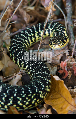 Green whip snake / western whip snake (Hierophis viridiflavus) ready to strike Stock Photo