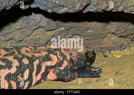 Gila monster (Heloderma suspectum) in burrow, venomous lizard native to the southwestern United States Stock Photo