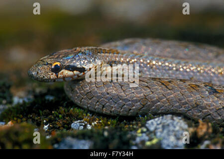 Smooth snake (Coronella austriaca) close up portrait, non-venomous colubrid species found in northern and central Europe Stock Photo