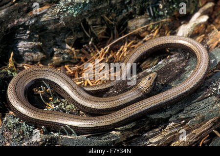Slow worm / slow-worm / slowworm (Anguis fragilis) limbless reptile native to Eurasia basking on the forest floor Stock Photo
