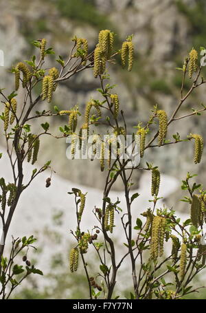 Green alder,  coming into leaf with male catkins and old female cones. French Alps. Stock Photo