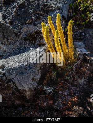 Clubmoss species growing at 1600 metres in the Jotunheimen National Park in Norway Stock Photo