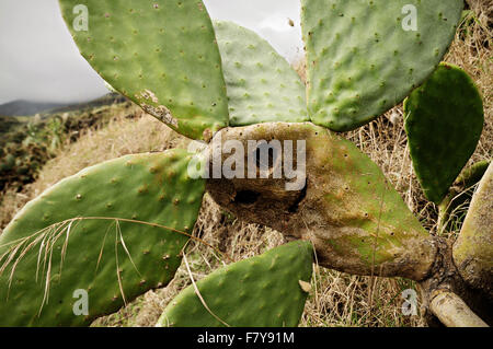 Smiling face carved in a catus at Stromboli, Aeolian Islands, Sicily, Italy Stock Photo