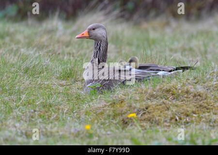 Greylag goose (Anser anser) with chicks, goslings on its back, in plumage, Flatey Island, Breidafjördur, Iceland Stock Photo