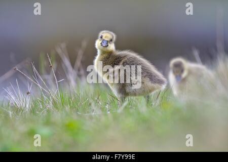 Greylag goose (Anser anser), chicks, goslings foraging in the grass, Flatey island, Breidafjördur, Iceland Stock Photo