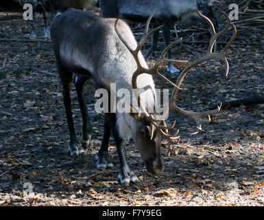 Male antlered Finnish or Eurasian forest reindeer (Rangifer tarandus fennicus) Stock Photo
