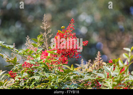 Red berries of nandina domesticata 'Richmond' in spring at RHS Gardens Wisley, Surrey, UK Stock Photo