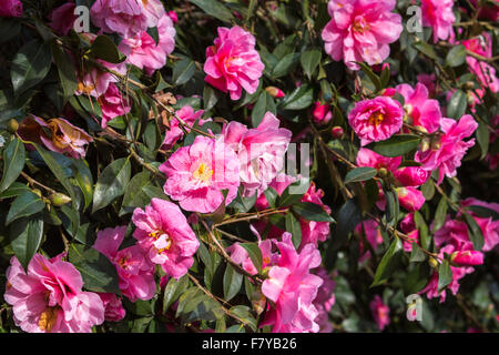 Pink camellia x williamsii 'Donation' flowering in spring at RHS Gardens Wisley Surrey, England, UK Stock Photo