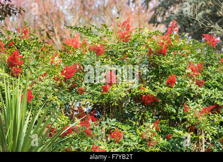 Red berries of nandina domesticata 'Richmond' in spring at RHS Gardens Wisley, Surrey, UK Stock Photo