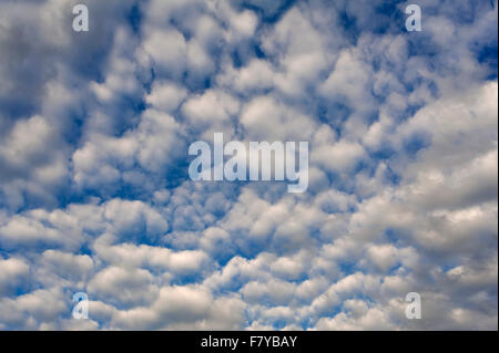Large fleecy clouds (altocumulus), Bavaria, Germany Stock Photo