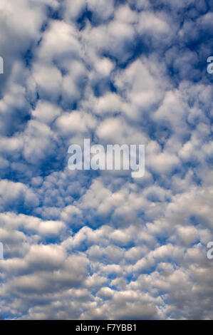 Large fleecy clouds (altocumulus), Bavaria, Germany Stock Photo