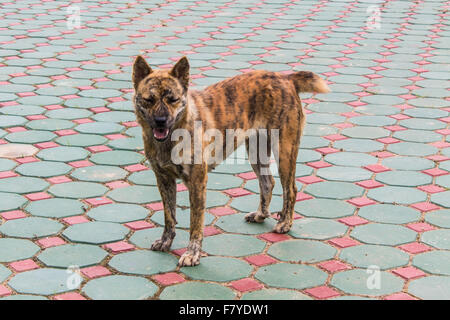 Thai Stray dog Stock Photo