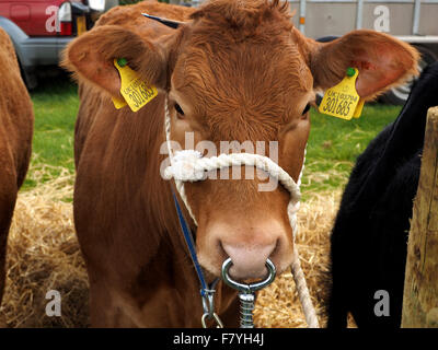 brown cow on bed of straw flanked by others at country show with white rope tether and nose ring Stock Photo