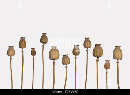 dried poppy heads isolated on white background - poppy stems Stock Photo