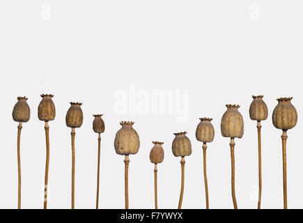 dried poppy heads isolated on white background - poppy stem Stock Photo