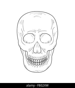 sketch of the skull Stock Vector