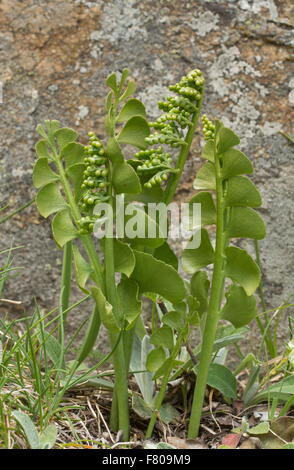 Moonwort, Botrychium lunaria in grassland, with fertile fronds. Stock Photo