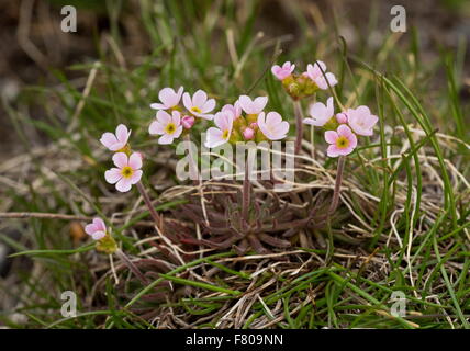 Pink Rock Jasmine, Androsace carnea, in flower at 2500m on acid soil, french Alps. Stock Photo