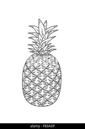 ananas, sketch Stock Vector