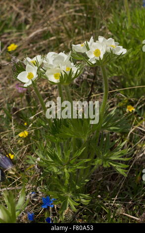 Narcissus-flowered anemone, Anemone narcissiflora, in flower in high pasture on the Col d'Agnel, Queyras, France. Stock Photo