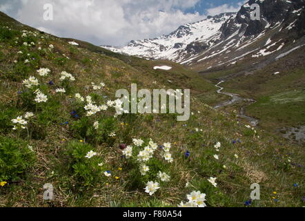 Narcissus-flowered anemone, with trumpet gentians and fritillary in flower in high pasture on the Col d'Agnel, Queyras, France. Stock Photo