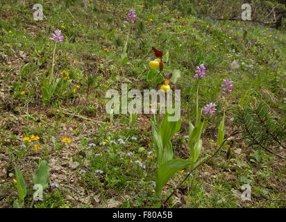 Lady's-slipper orchids and Military Orchids in woodland clearing, Vercors mountains, France. Stock Photo