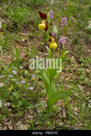 Lady's-slipper orchids and Military Orchids in woodland clearing, Vercors mountains, France. Stock Photo